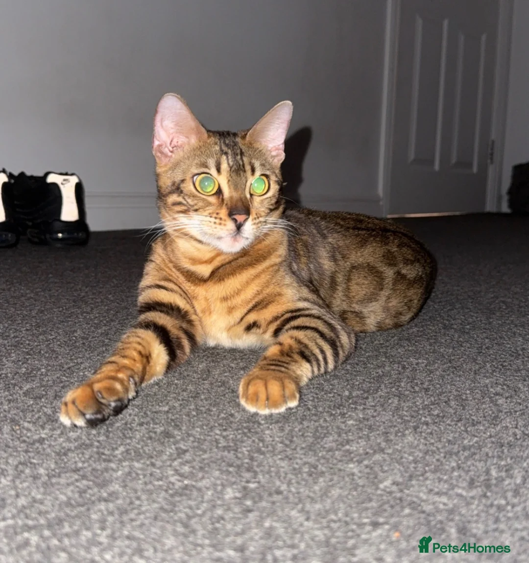 Bengal cats for sale: Adorable Kittens Ready Now! Meet Your New Bestie😻 - Advert 1