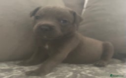 Staffordshire Bull Terrier dogs for sale: Litter of blue Staffordshire bull terriers  - Image 13