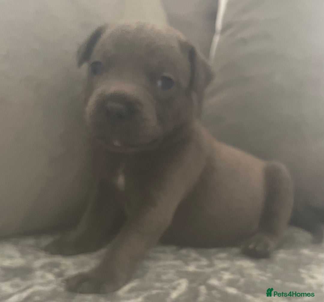 Staffordshire Bull Terrier dogs for sale: Litter of blue Staffordshire bull terriers  - Image 13