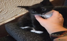 Mixed Breed cats for sale: Kittens Ready for new homes - Image 1
