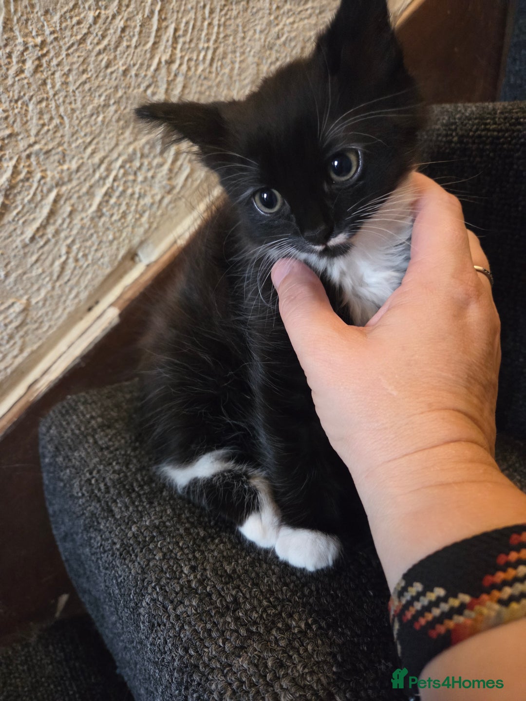 Mixed Breed cats for sale: Kittens Ready for new homes - Image 1