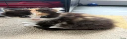 Mixed Breed cats for sale: Stunning kittens  - Advert 2