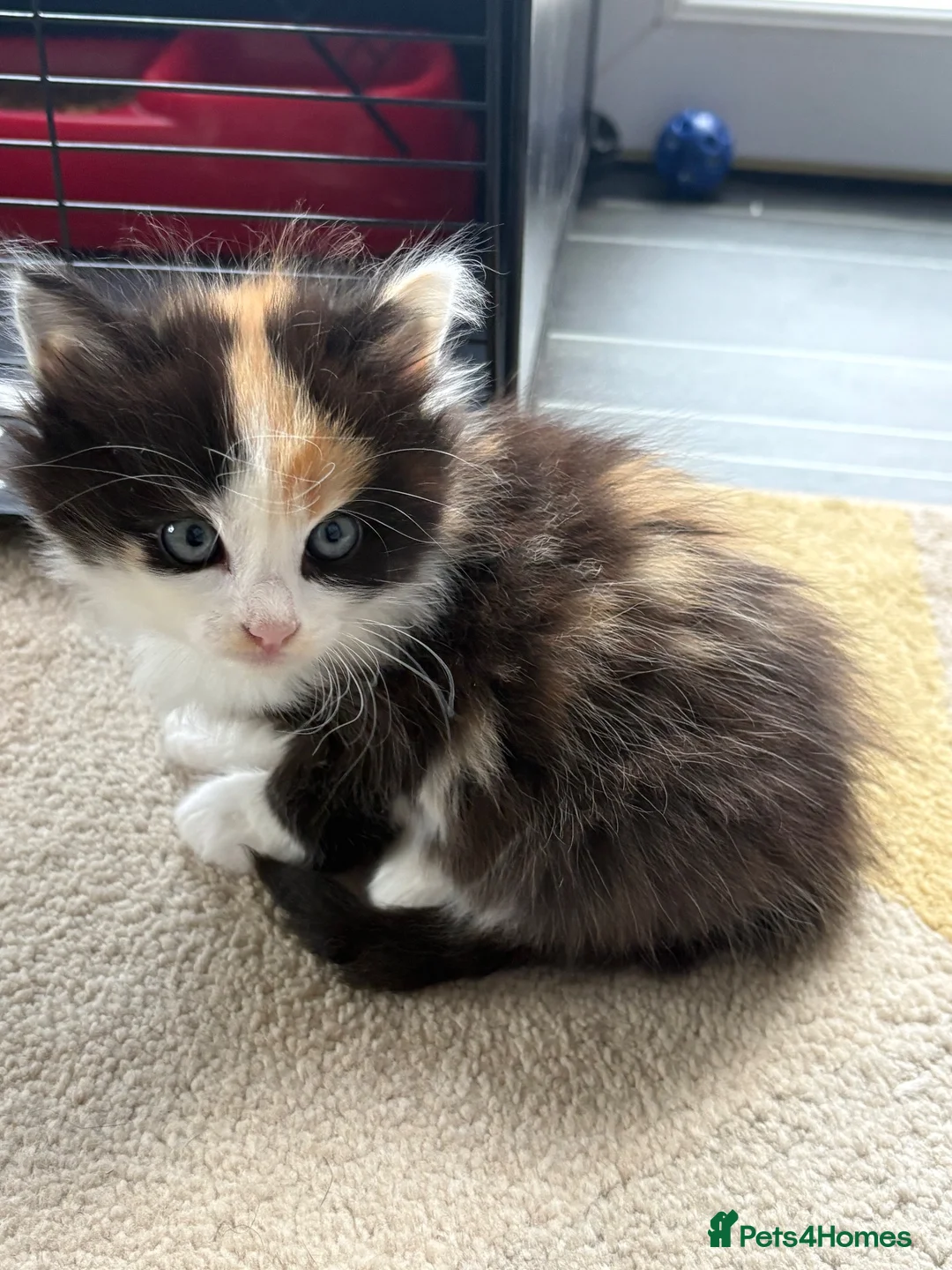 Mixed Breed cats for sale: Stunning kittens  - Advert 2