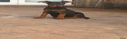 Chinese Red Dog dogs for sale: Chinese red dog puppies  - Advert 10