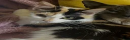 Mixed Breed cats for sale: Blossom 🌸  - Advert 9