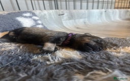Miniature Schnauzer dogs for sale: Adorable Miniature Schnauzers - Image 4
