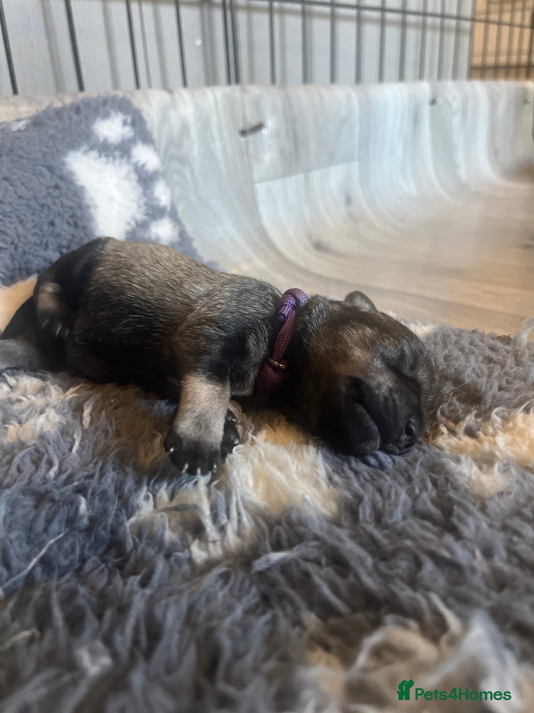 Miniature Schnauzer dogs for sale: Adorable Miniature Schnauzers - Image 4