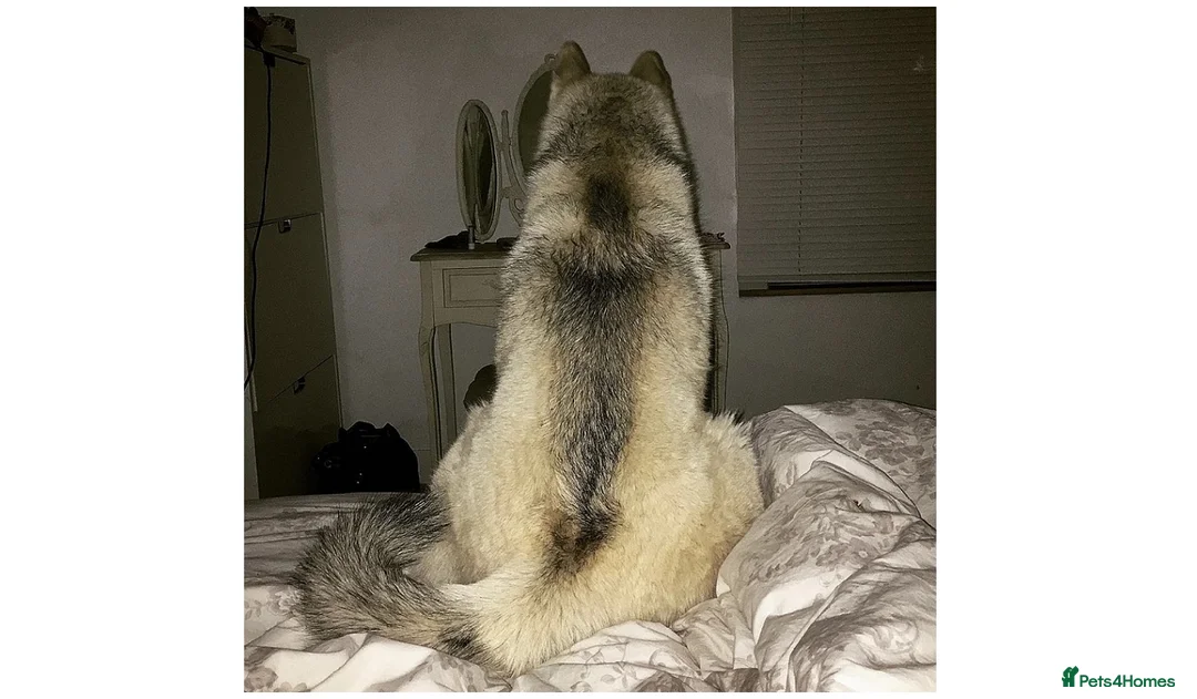 Pomsky dogs for stud: Pomsky for STUD Beautiful Husky markings in Sittingbourne - Advert 13