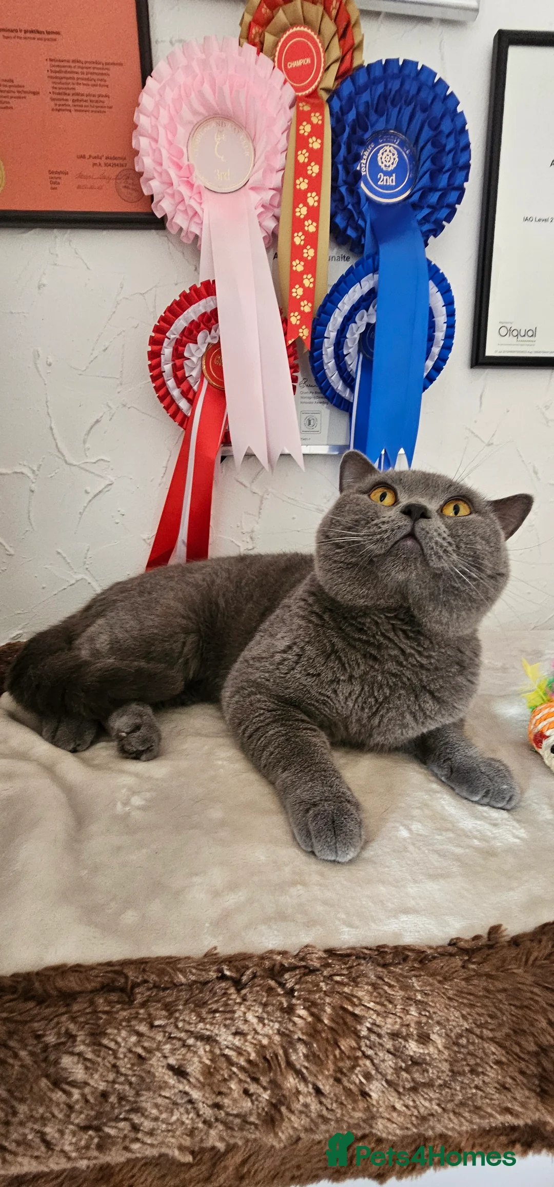 British Shorthair cats for sale: British Shorthair male looking for a new home 🐾 - Advert 1