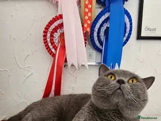 British Shorthair cats British Shorthair male looking for a new home 🐾 - Advert 3