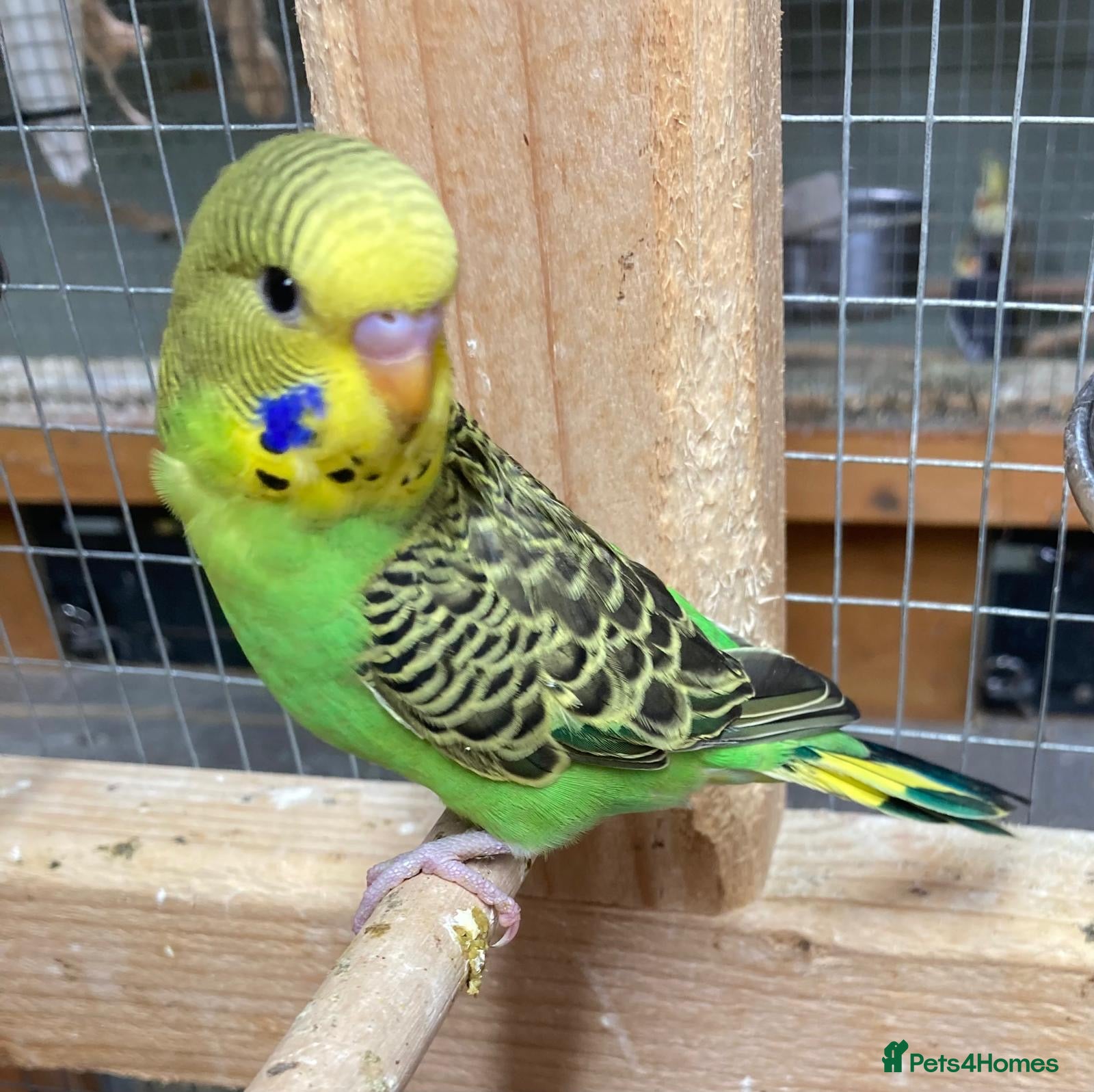 Budgerigars birds Baby budgies aviary bred  - Advert 11