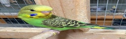 Budgerigars birds for sale: Baby budgies aviary bred  - Advert 1