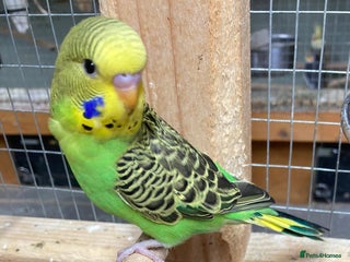 Budgerigars birds Baby budgies aviary bred - Advert 11