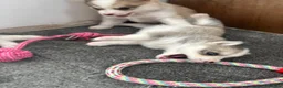 Pomsky dogs for sale: Gorgeous F3 Pomsky pups / perfect Husky markings - Advert 10