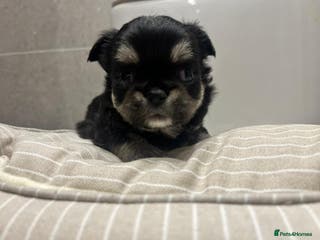 Chihuahua dogs 🩵💙 Very FLUFFY BOY Chihuahua 💙🩵 - Advert 18