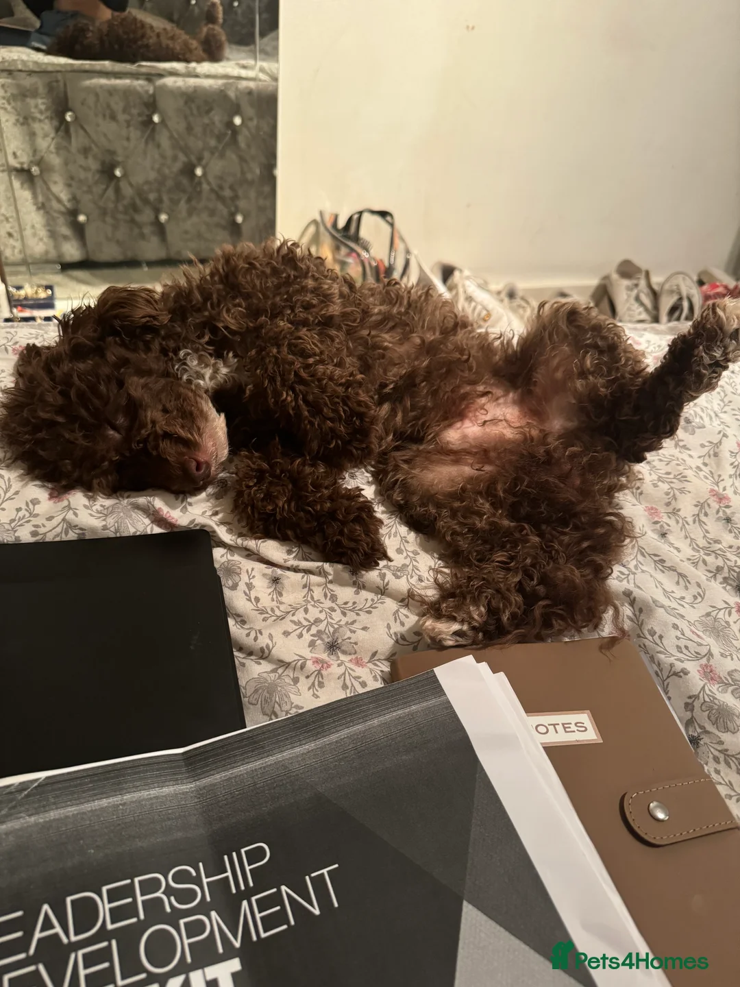 Toy Poodle dogs for stud: Lovely KC chocolate toy poodle for Stud in Watford - Advert 5