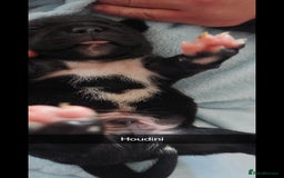 Staffordshire Bull Terrier dogs for sale: Staffordshire bull terrier puppies  - Image 7