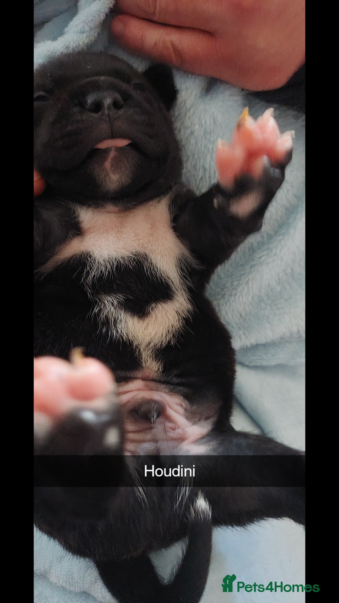 Staffordshire Bull Terrier dogs for sale: Staffordshire bull terrier puppies  - Image 7