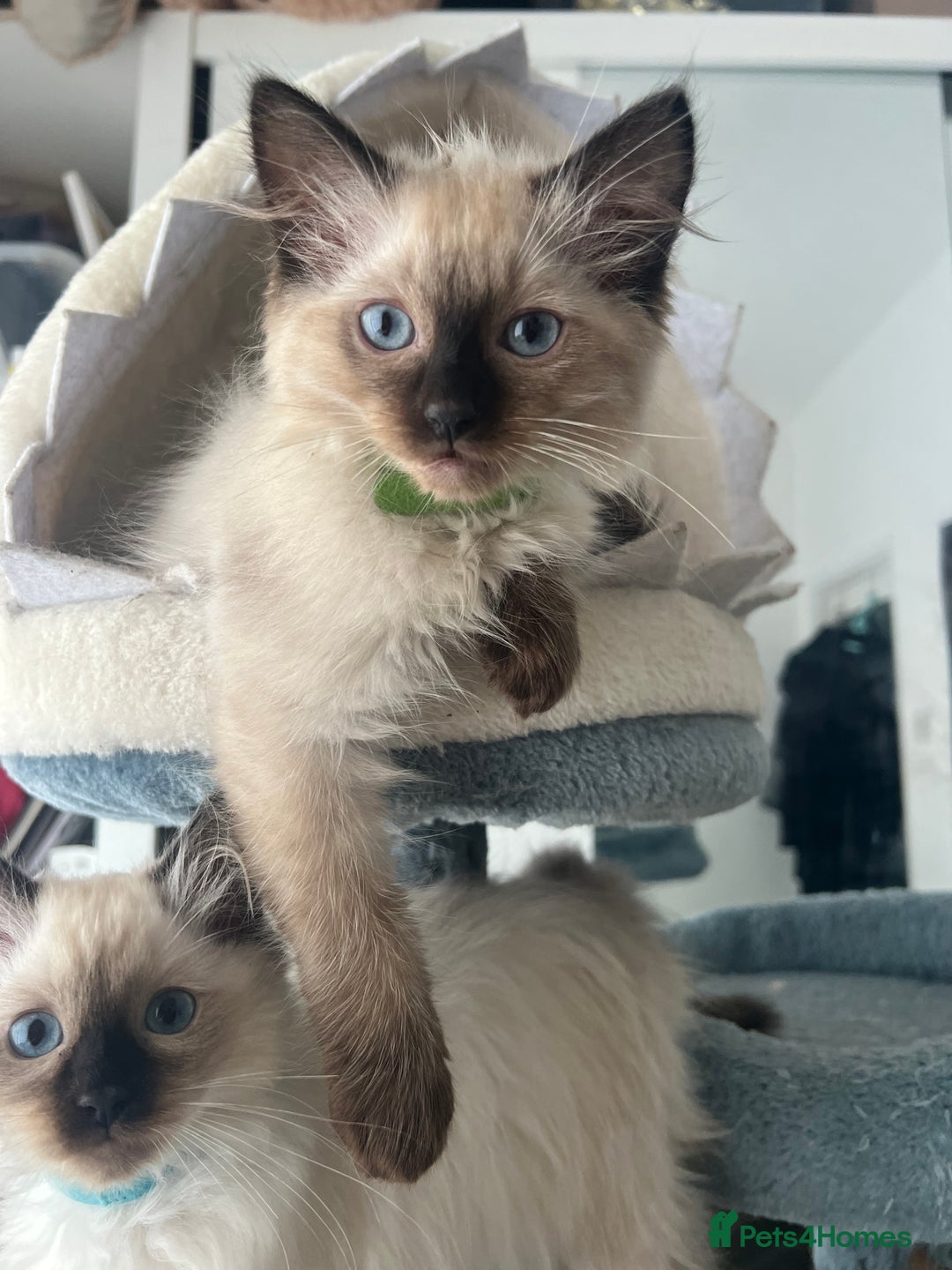 Ragdoll cats for sale: 1 LOVING RAGDOLL BOY is WAITING FOR LOVING HOME - Image 8