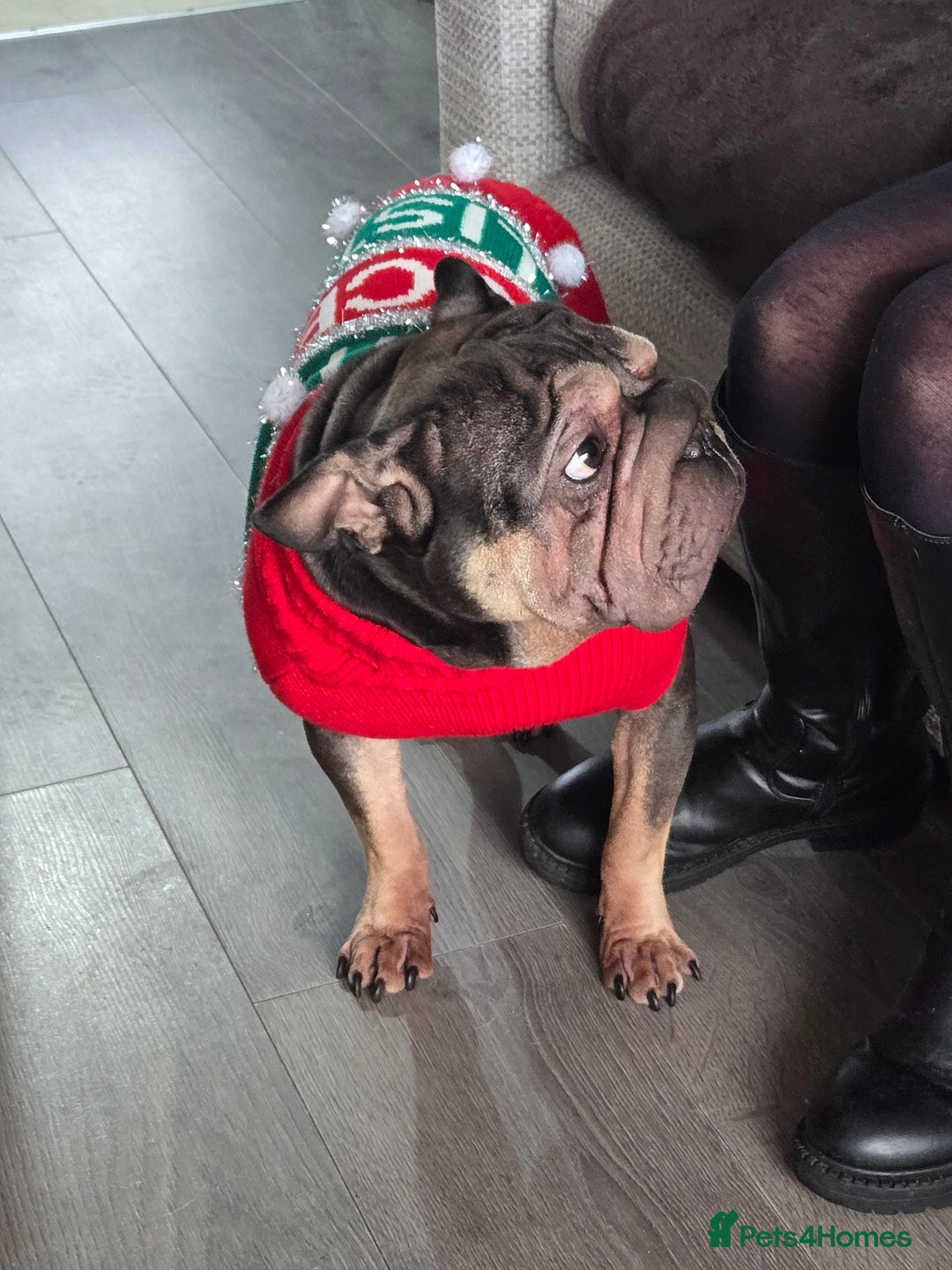 Frug dogs for sale: Frugs - Advert 4