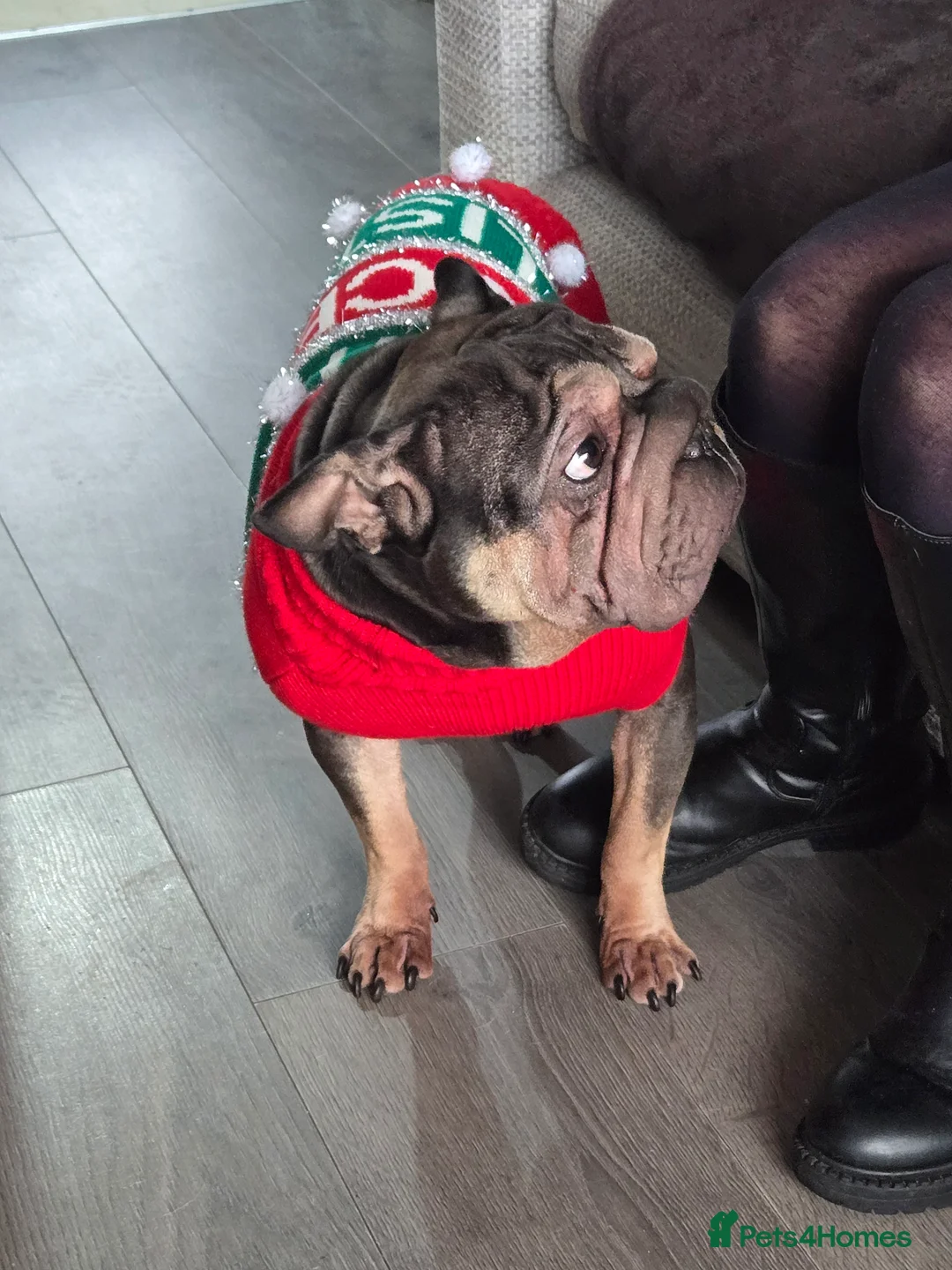 Frug dogs for sale: Frugs - Advert 4