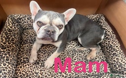 French Bulldog dogs for sale: 🐶🥰FRENCHIE PUPS FOR SALE😍🐶 - Image 5