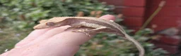Gecko reptiles for sale: Various crested geckos - Advert 9