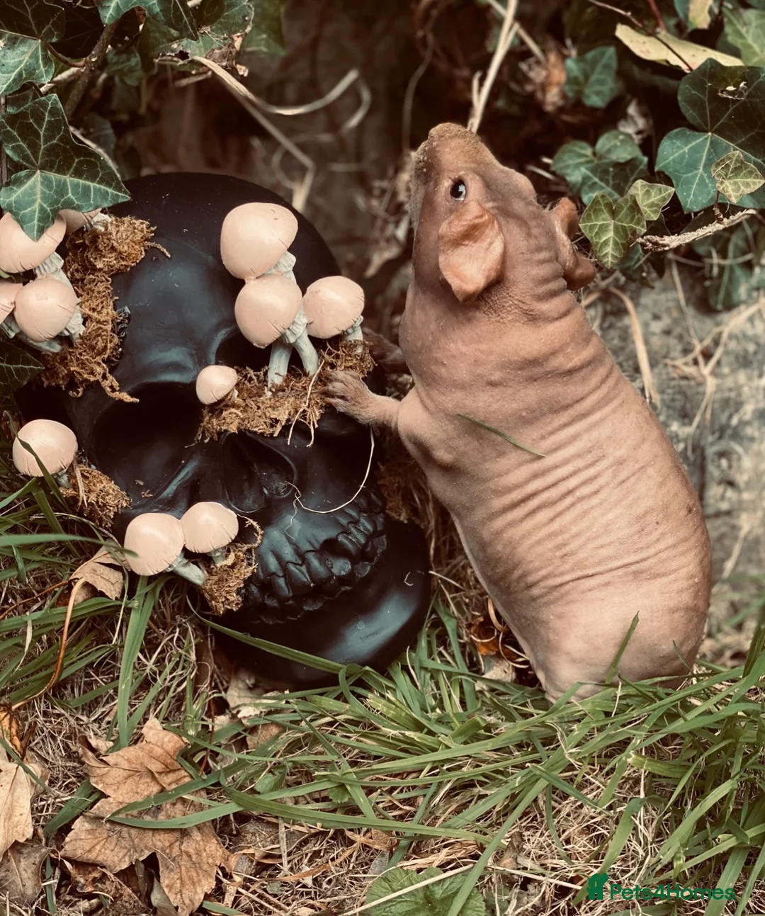 Gallery Image {{count}}