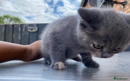 British Shorthair cats for sale: X BSH female grey available  - Image 10