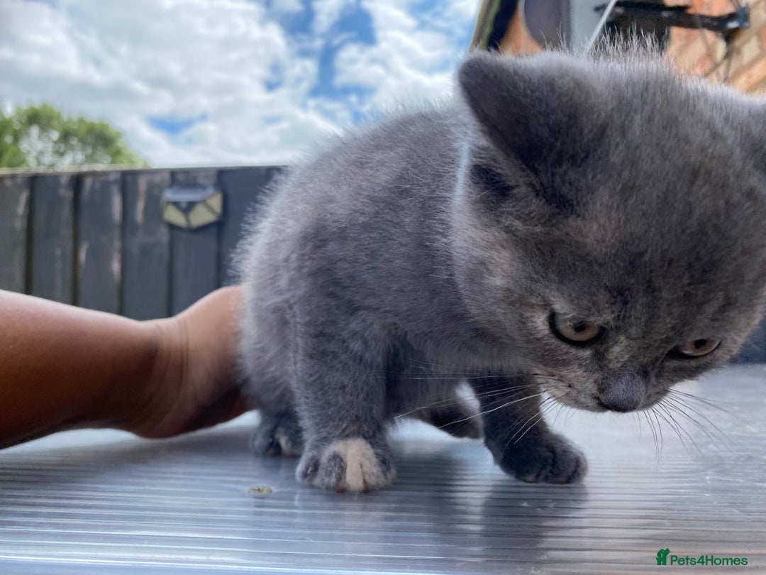 British Shorthair cats for sale: X BSH female grey available  - Image 10