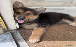 Mixed Breed dogs for sale: Shollies  in Rochdale - Image 39