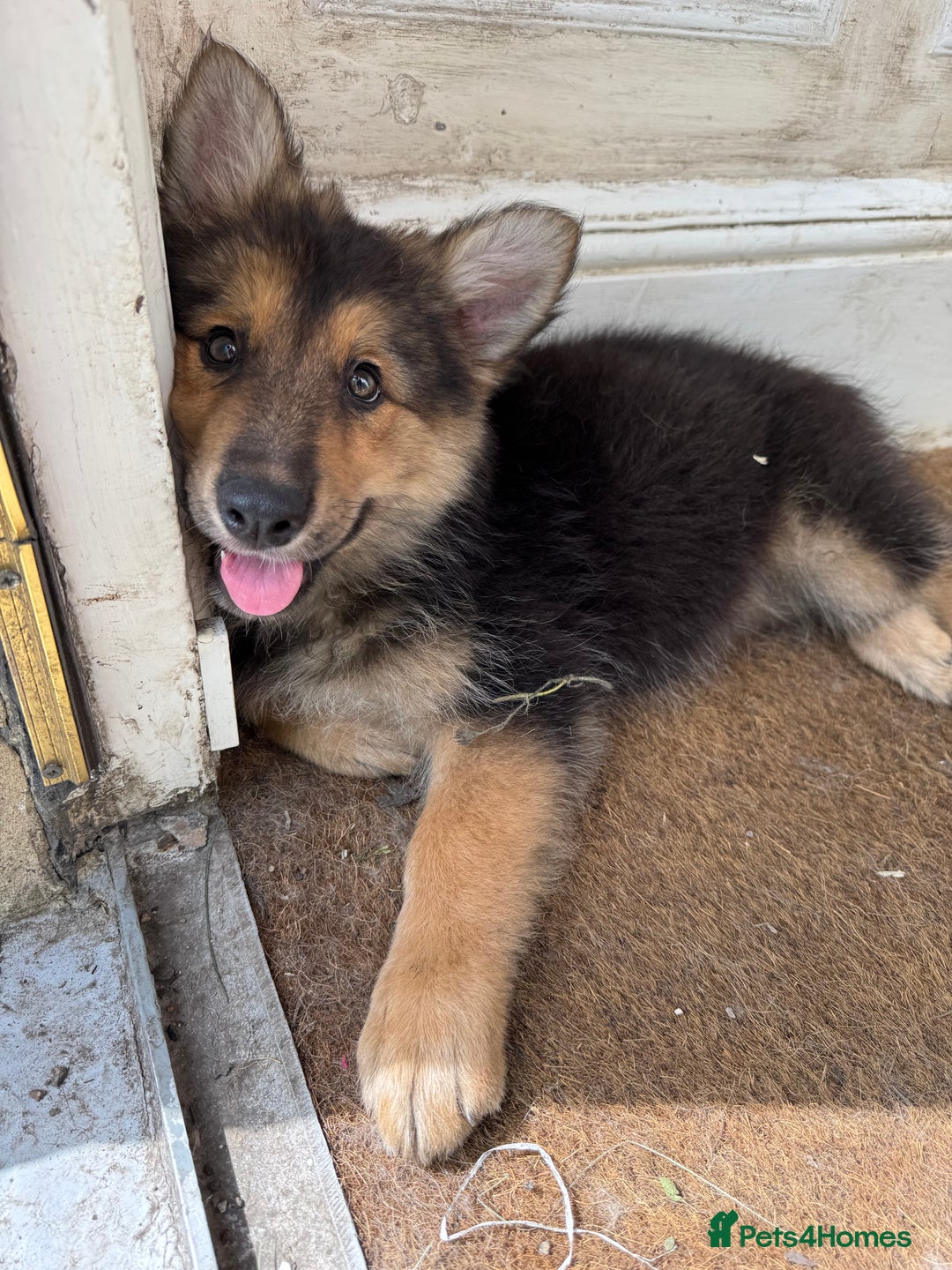 Mixed Breed dogs for sale: Shollies  in Rochdale - Image 39