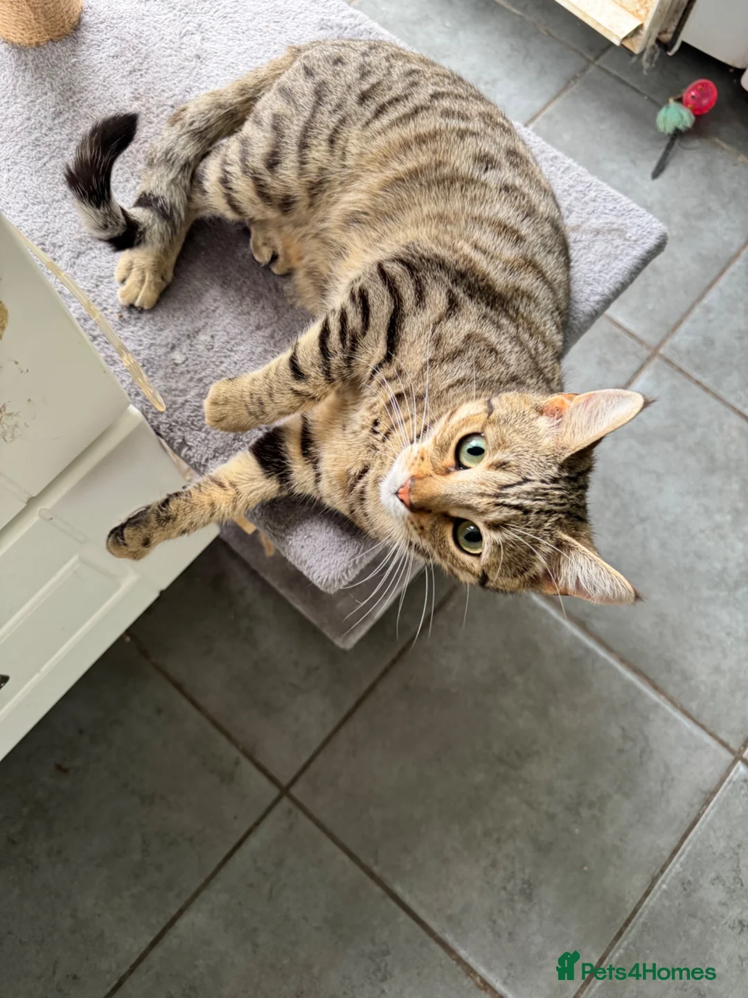 Mixed Breed cats for sale:  Young Female Cat Looking for Her Forever Home - Advert 3
