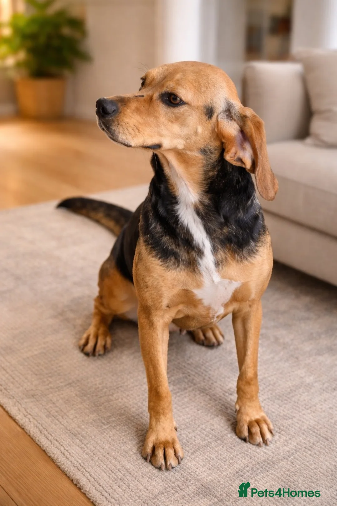 Mixed Breed dogs for adoption: 🌸 Elsi – The Little Angel Waiting to Belong 🌸 - Advert 1