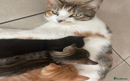 Mixed Breed cats for sale: ADOPT NOW! SWEET BLACK TUXEDO MALE TABBY LEFT - Image 17