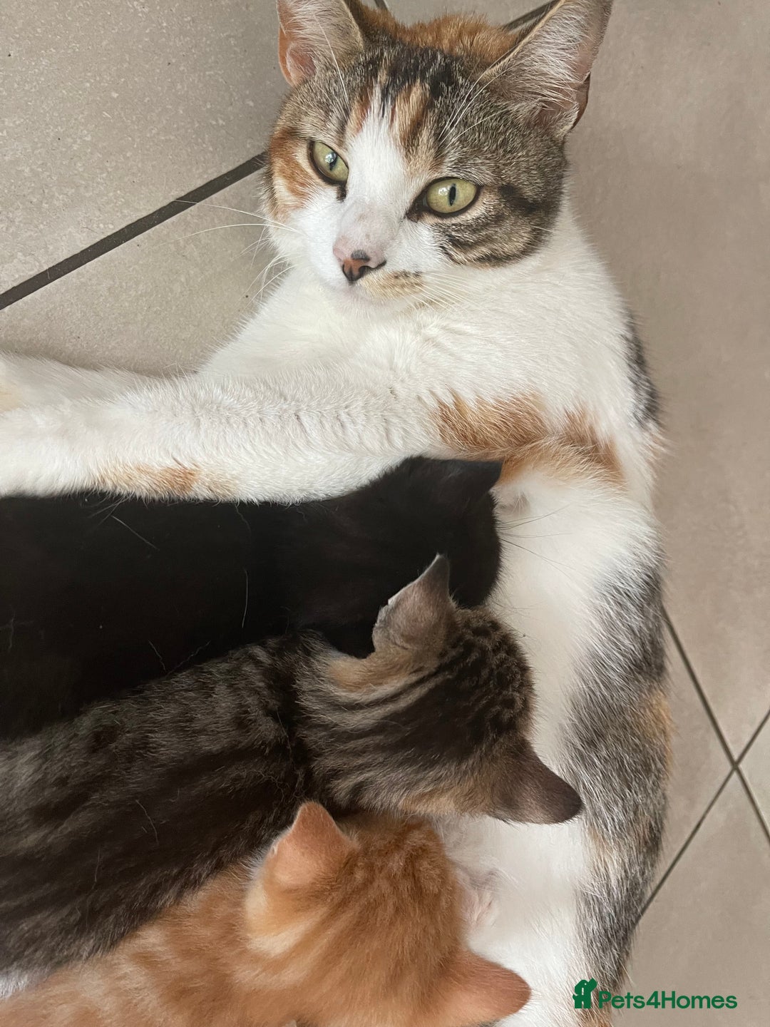 Mixed Breed cats for sale: ADOPT NOW! SWEET BLACK TUXEDO MALE TABBY LEFT - Image 17