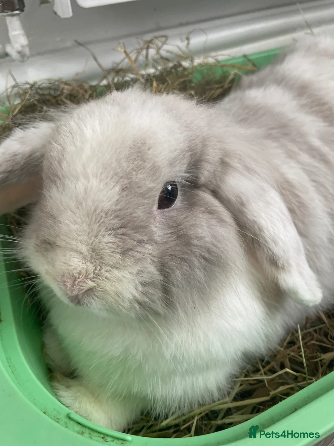 Mini Lop rabbits for sale: Mini lop x  - Advert 11