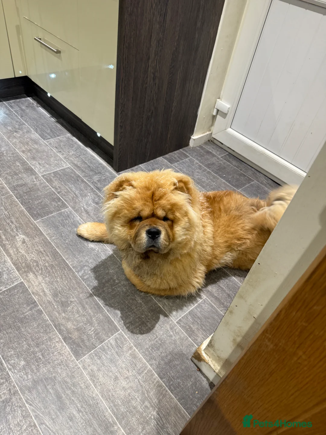 Chow Chow dogs for stud: Hugo the chow chow - Advert 1