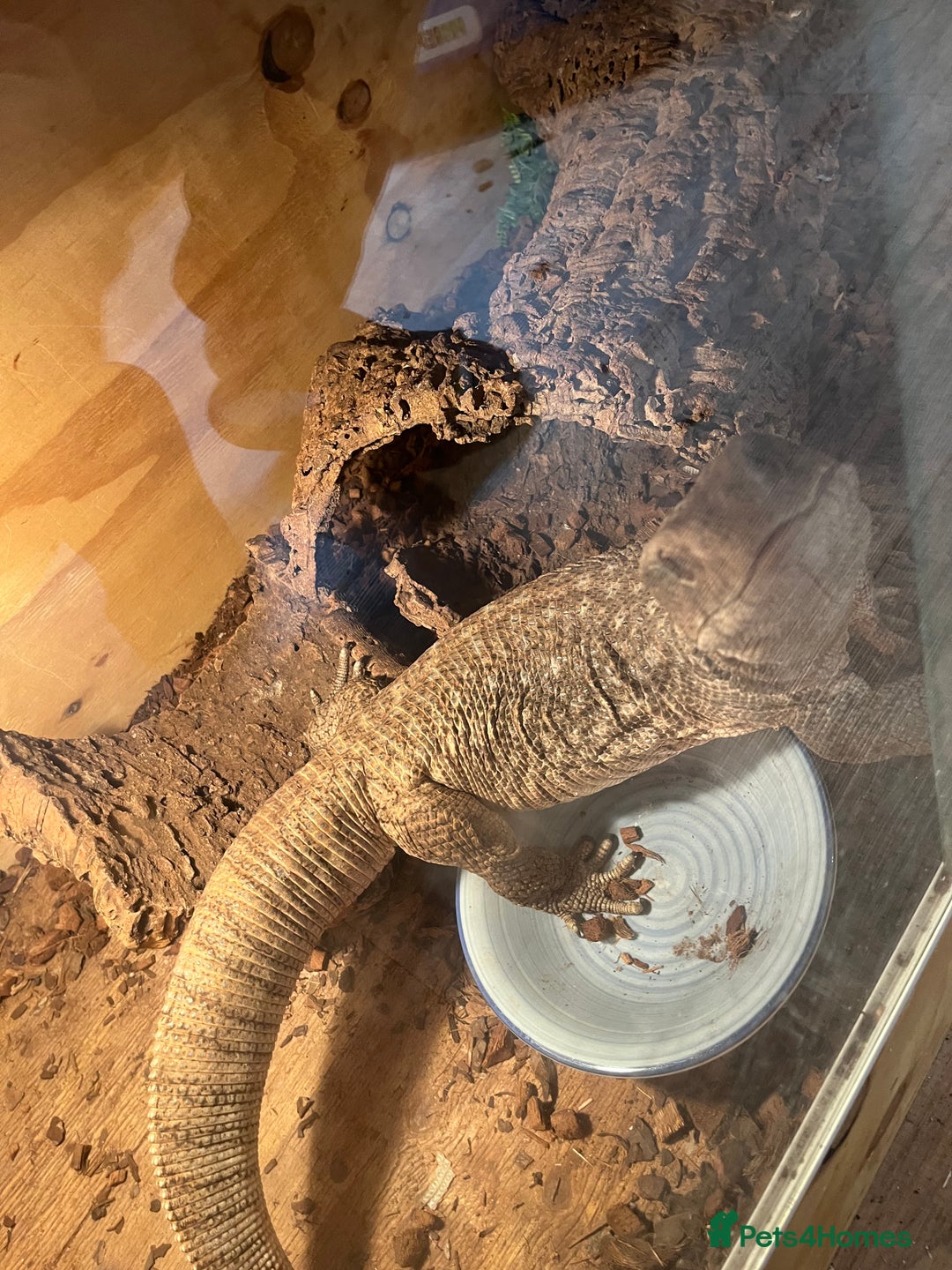 Monitor reptiles for sale: Bosc monitor  - Advert 2