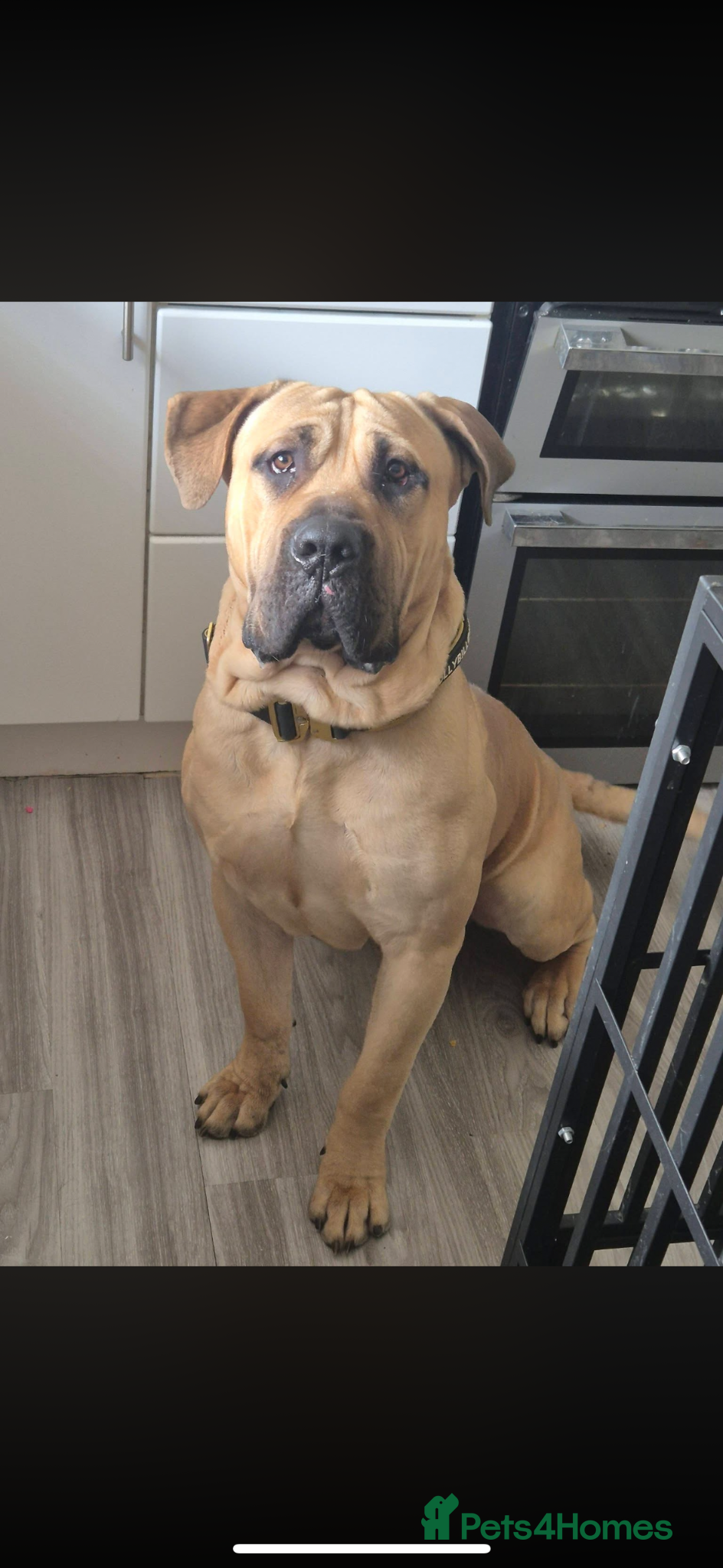 Mixed Breed dogs for sale: North American mastiff X pups  - Advert 8