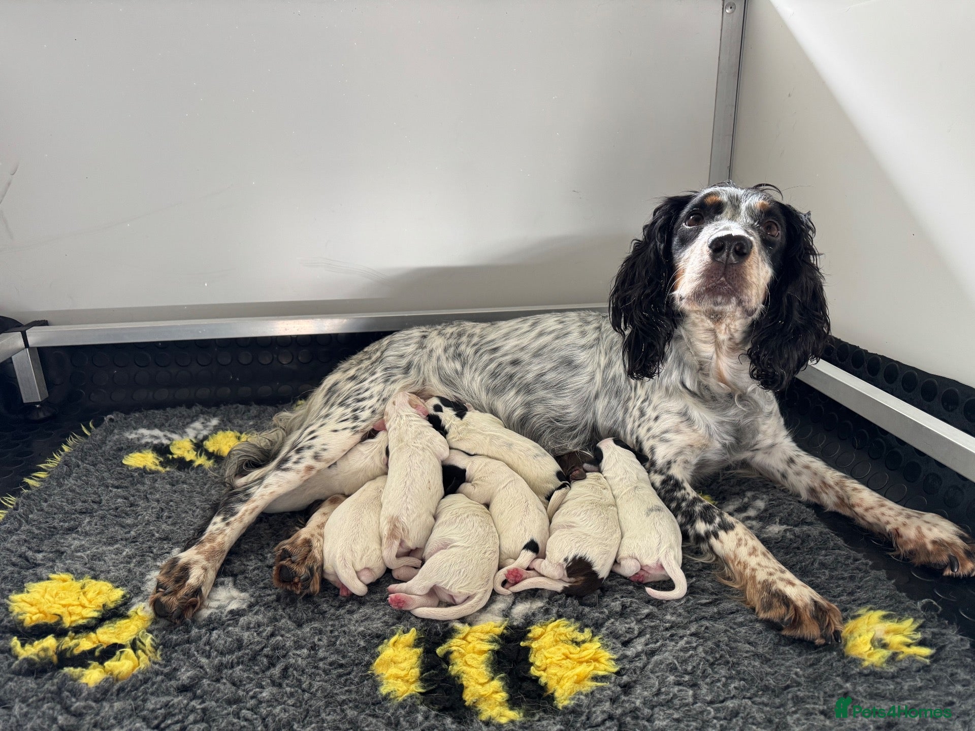 Cocker Spaniel dogs Roan-Health Tested-FTW sire-KC reg Working cockers - Advert 1