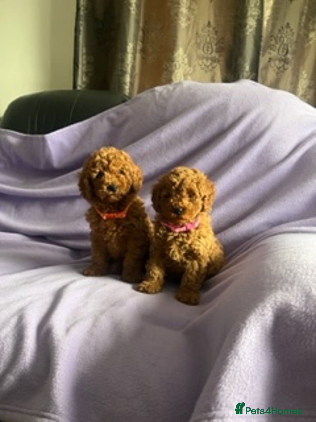 Toy Poodle dogs for sale: 4 red toy poodle pups  - Advert 2