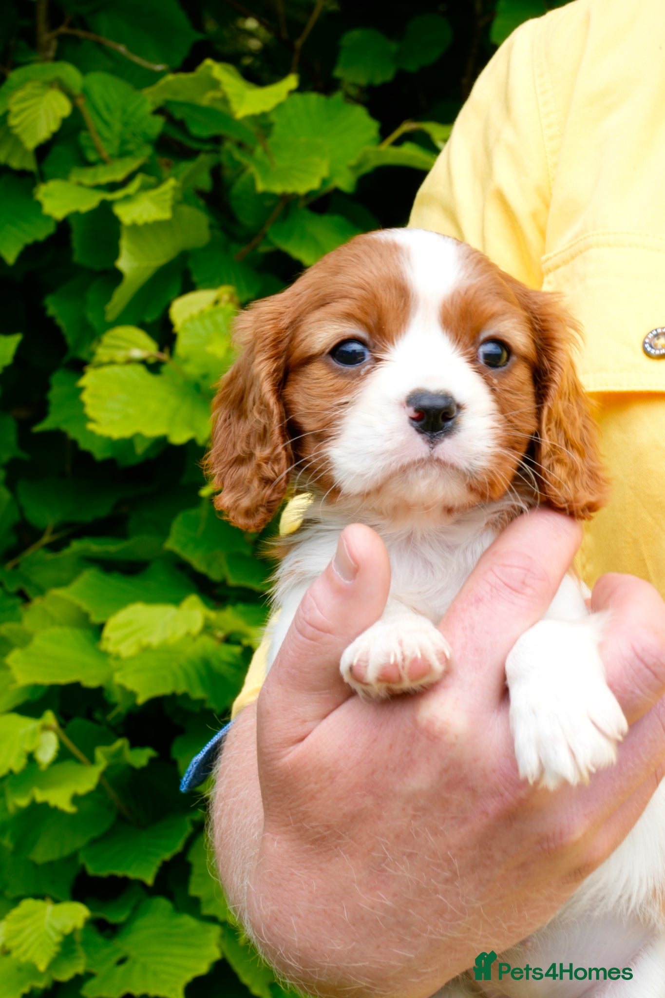 Cavalier King Charles Spaniel dogs for sale: Cavalier King Charles Puppies - Advert 6