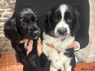 Sproodle dogs 2x cocker sproodle puppies remaining- ready 16/12 - Advert 10