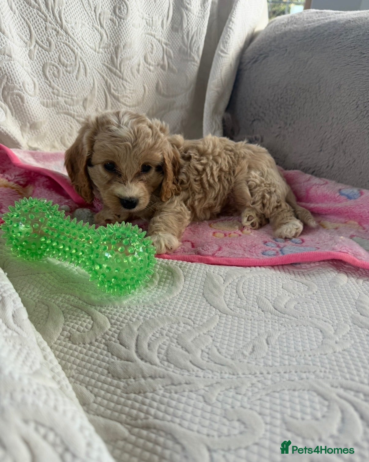 Cockapoo dogs Toy cockapoo - Advert 16