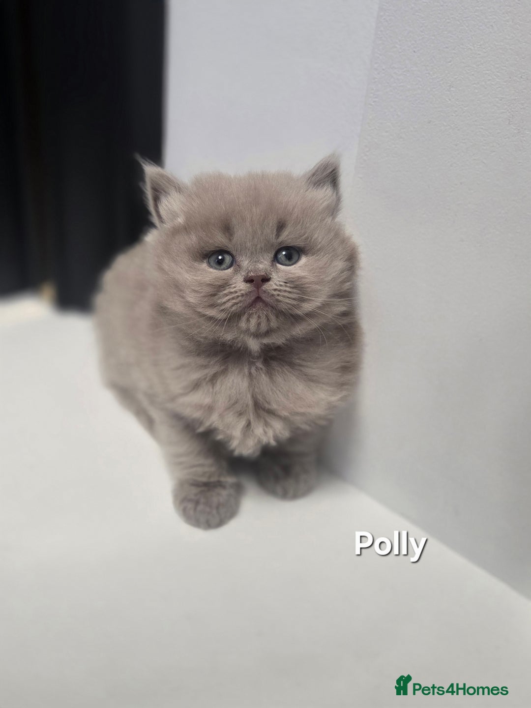 British Shorthair cats for sale: British Shorthair Kitten - Advert 6