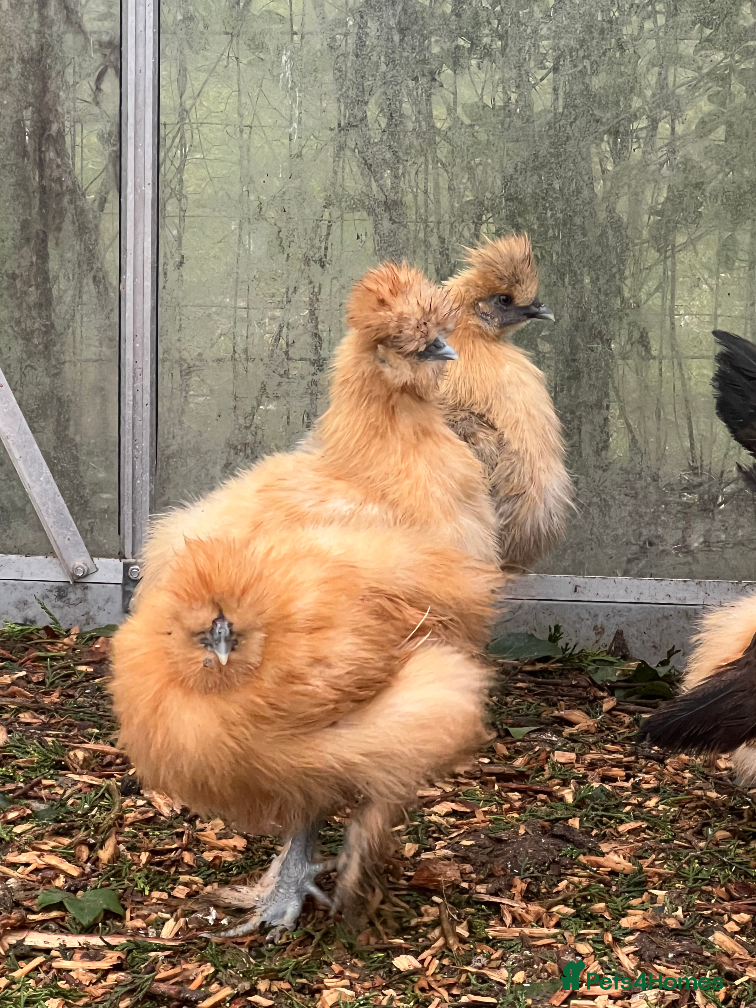 Chickens poultry Various hens  - Advert 2