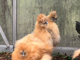 Chickens poultry Various hens - Advert 7