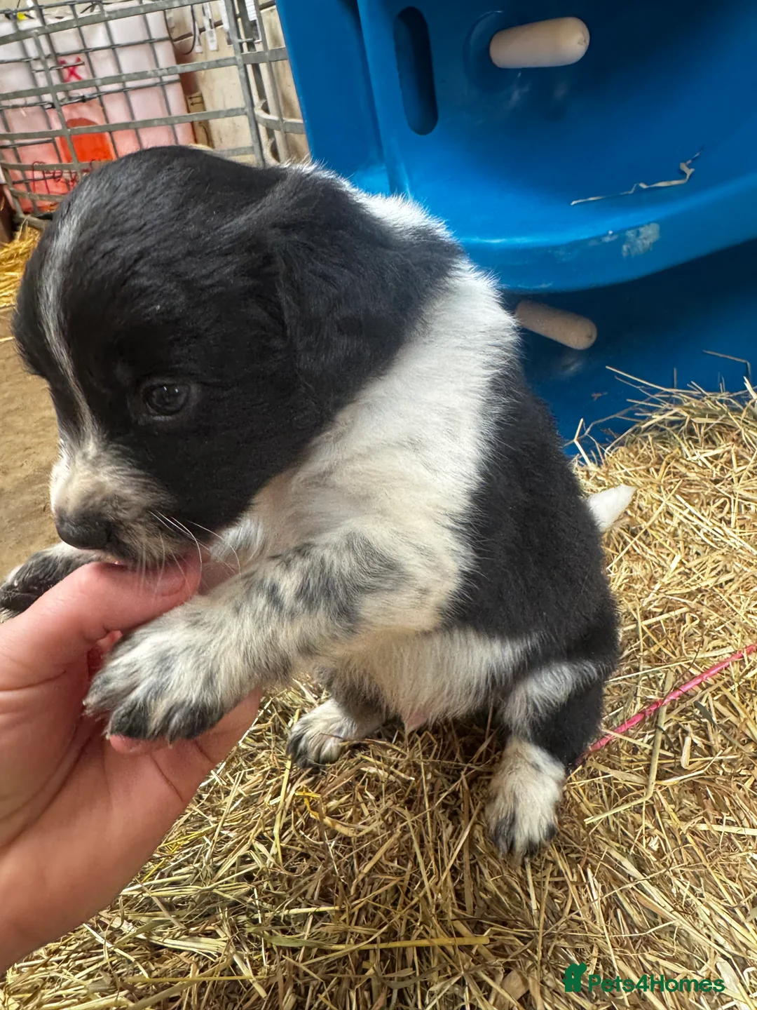 Sprollie dogs for sale: Beautiful Sprollie puppies - Advert 8