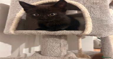Maine Coon cats - Advert 7
